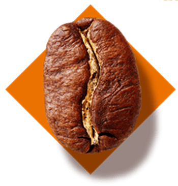 arabica bean