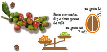 le cafe est un fruit