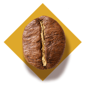 le robusta bean