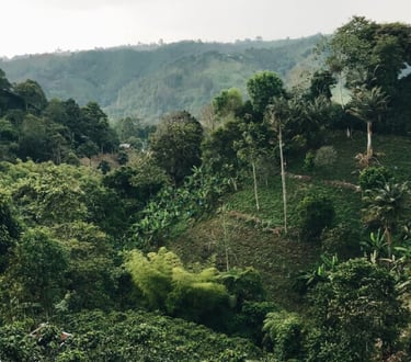 honduras objectif common grounds