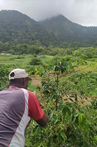 la martinique projet 6